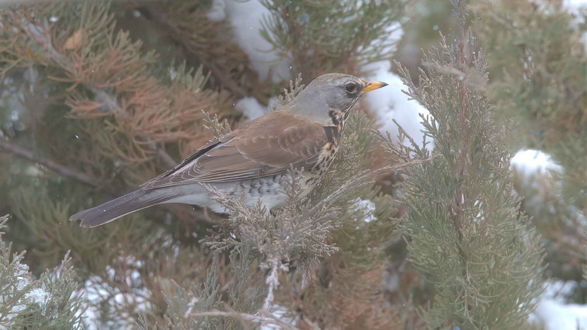 Fieldfare